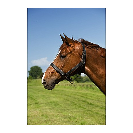 Chroomlederen halster voor trekpaard