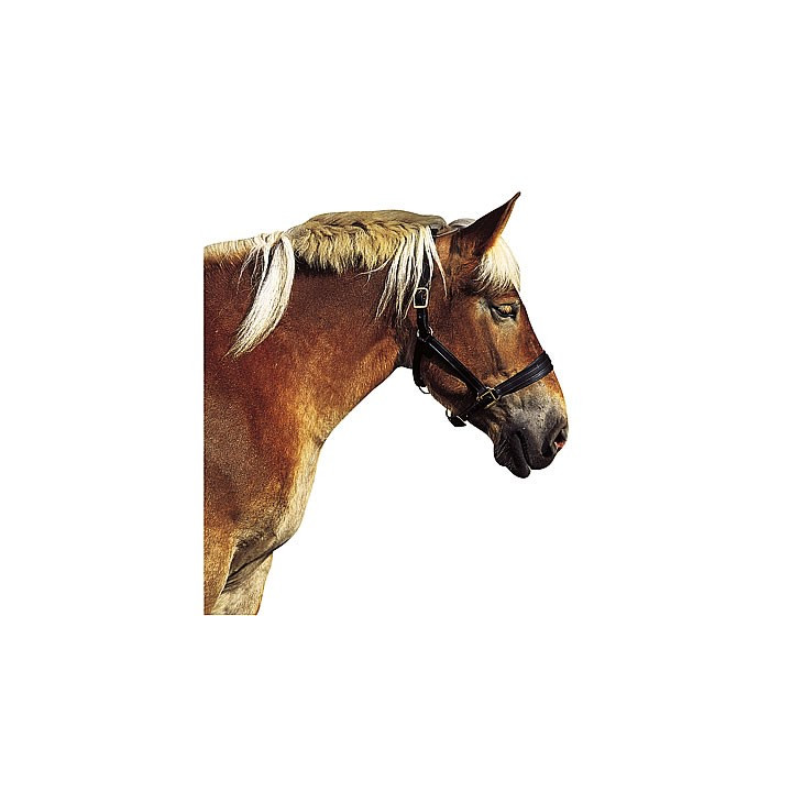 Halster voor trekpaard
