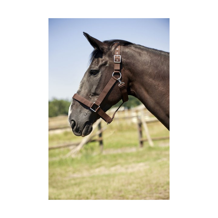 Halster, nylon, voor trekpaard