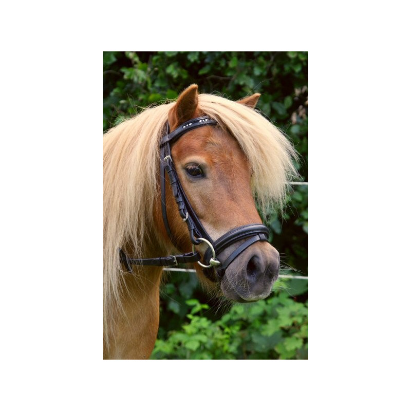 Shetland hoofdstel met diamantjes frontriem