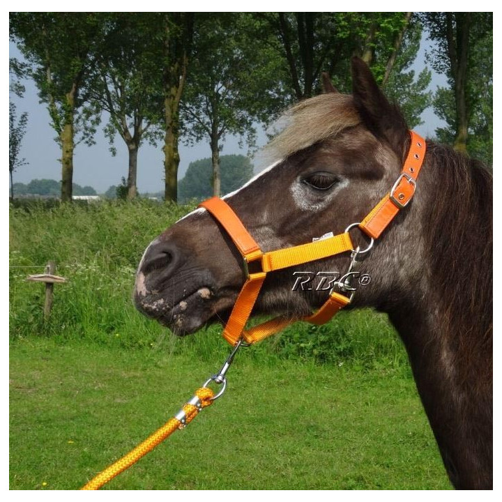 Halster met lakleer