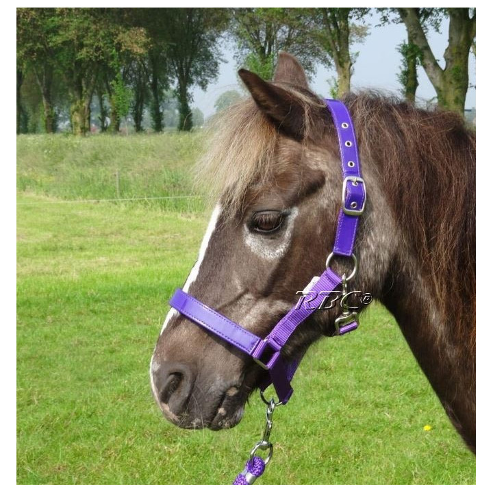 HB Halster lak shine voor de mini shetlander en shetlander