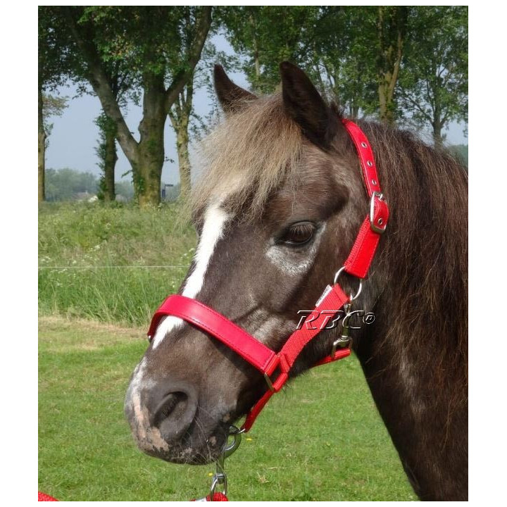 HB Halster lak shine voor de mini shetlander en shetlander