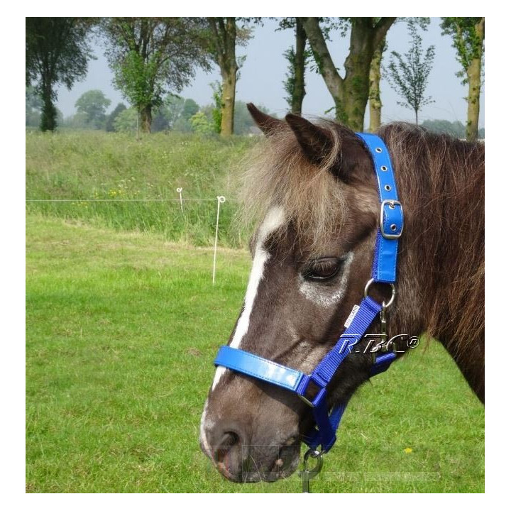 HB Halster lak shine voor de mini shetlander en shetlander
