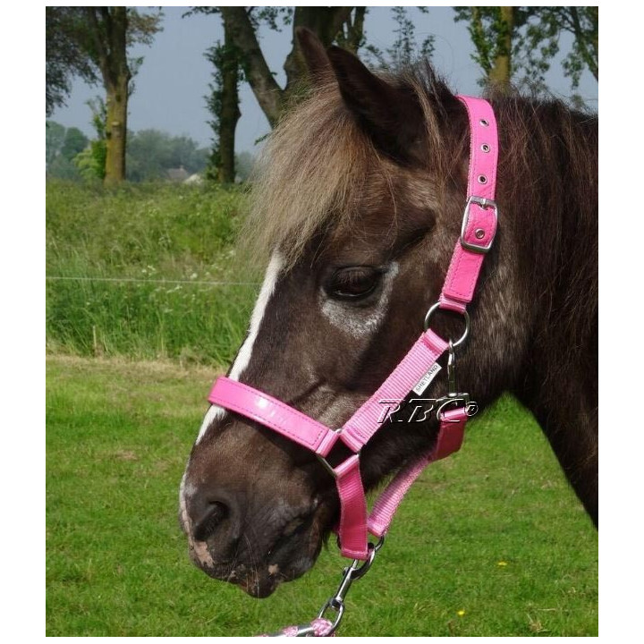 HB Halster lak shine voor de mini shetlander en shetlander