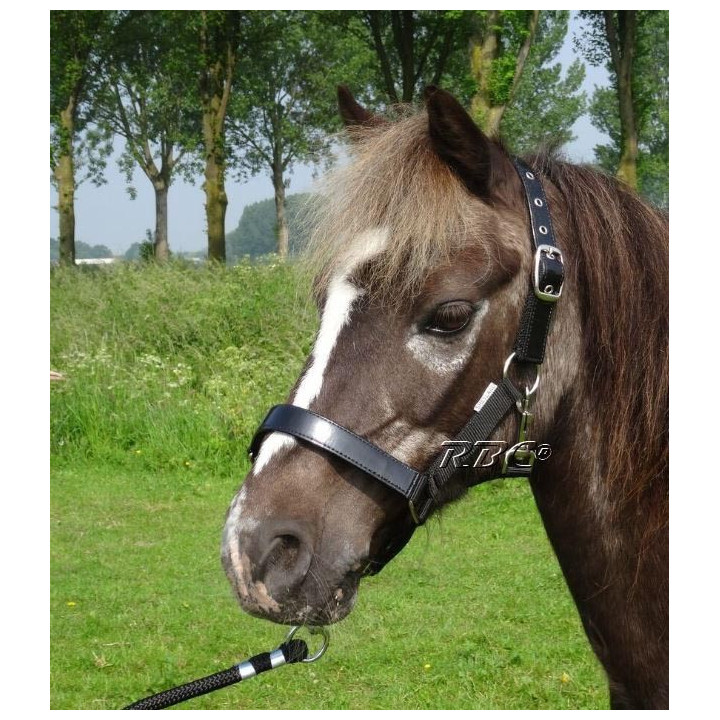 HB Halster lak shine voor de mini shetlander en shetlander